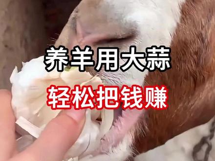 养羊用大蒜,轻松把钱赚#养羊日常 #新手养羊 #科学养羊
