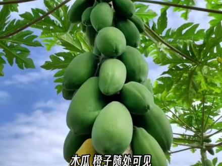 中国城市绿化带种满芒果、荔枝、菠萝蜜等果树,硕果挂满枝头却无人采摘,火爆外网看懵老外。一树鲜果无人争抢,藏着国人富足底气,更彰显大国文明与岁月安稳的幸福感。#城市绿化 #国人素质 #中国基建 #司马华鹏