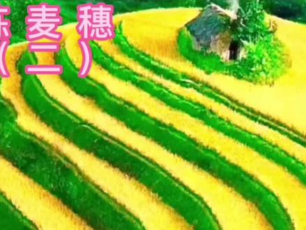 散文朗读《拣麦穗》(二)作者:张洁