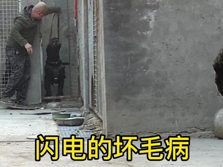 恶犬直面狗王,疯狂至极突然造反,主人:非逼我动手吗?看谁厉害 #加纳利犬 #黑色加纳利犬 #普雷萨加纳利犬 #护卫犬 #看家犬