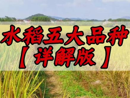 水稻的5大品种详解版#水稻种植 #水稻种子