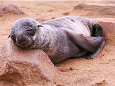 #创作灵感 #神奇动物在抖音 可爱的小海狗第一集#涨知识 #爱护大自然保护野生动物 #海狗