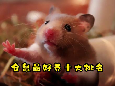 仓鼠最好养十大排名#仓鼠