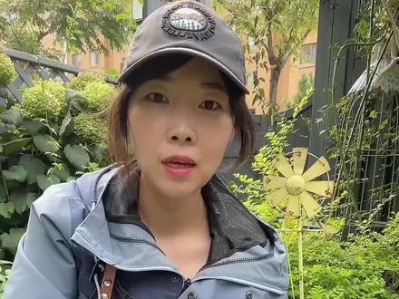 给地栽的亮金女贞剪个棒棒糖造型#dou是种植家 #亮金女贞
