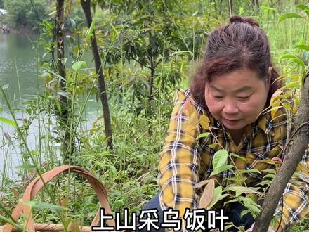 朋友们,饮食要跟季节走,又到了吃乌米饭的季节咯,我把竹筒乌米饭的做法分享给大家看看#乡村守护人