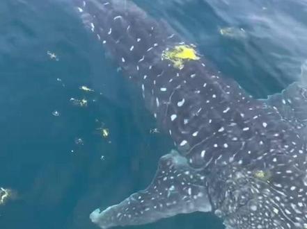 #鲸鲨 出没!8月4日,有钓鱼爱好者在青岛西海岸新区竹岔岛附近海域发现鲸鲨,它是目前世界上最大的鱼类。专家表示,鲸鲨出现一是由于海水温度升高,二也体现了青岛海域生态向好。 #媒体精选计划