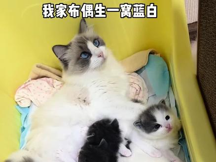 布偶生六只蓝白,月子就开始打架#猫咪打架现场 #走进猫生