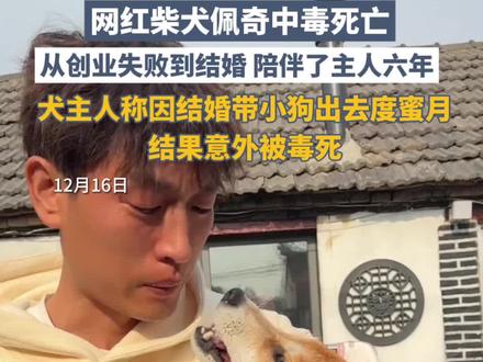 网红柴犬佩奇中毒死亡,犬主人称因结婚带小狗出去度蜜月,结果意外被毒死,从创业失败到结婚,陪伴了主人六年