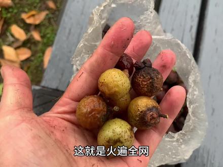 终于被我找到了,就在绕城绿道上#这个野果子有认识的吗 #今天的收获 #捡不完根本捡不完