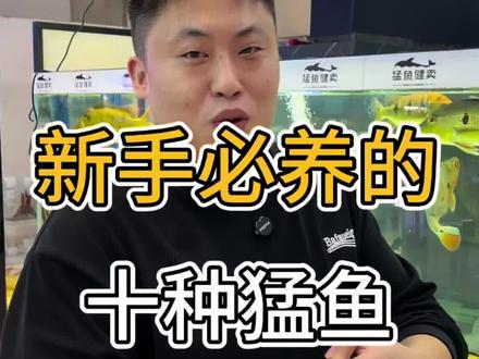 新手必养的十种猛鱼#水族#龙鱼 #猛鱼 #养鱼日记