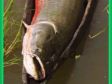 #告诉老默我想吃鱼了 不知道只条鱼老默能不能拿下😂#美食 #这是真正的硬菜 #抖音看世界 #抖音美食推荐官