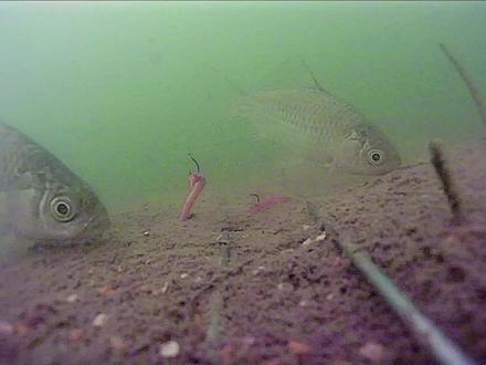 冬季鲫鱼最爱吃什么饵,告诉你别再踩坑了,蚯蚓拉饵实战分享 #水下拍摄 #户外钓鱼 #野钓 #钓鱼人 #钓鱼 #钓鱼那些事