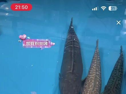 今日计划捞鱼,除了巨骨,撒旦,白猛,小黄,鳡鱼,其他顺利的情况下全部捞出!
大家都要乖乖的平平安安哦#刀疤鲤 #暖心阿哲 #阿哲的猛鱼缸炸了