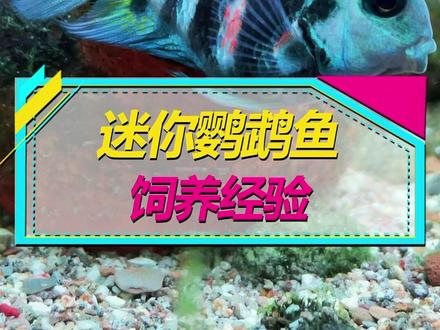 迷你鹦鹉鱼饲养方法,养出好状态!#水族 #养鱼 #迷你鹦鹉