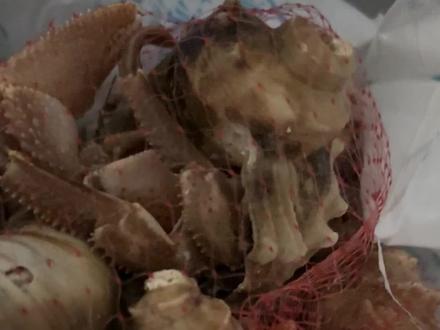 #虾怪 #虾怪寄居蟹 这是什么啊?为什么这个虾怪壳子放光啊