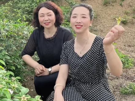 邹桥200亩的金樱子种植基地,儿时的糖罐子,你们吃过吗?#德安 #邹桥 #金樱子 #美食 #乡村振兴 #药材 #德安生活