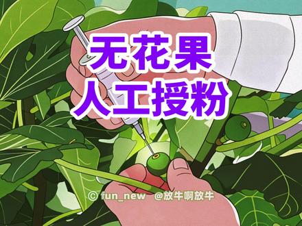 无花果人工授粉 无花果人工授粉方法,及部分无花果品种授粉果与不授粉果食用体验的差异。
#无花果 #无花果品种 #无花果授粉 #人工授粉
