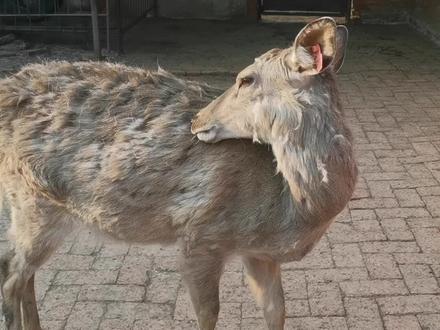 母鹿没有角,角是雄鹿的第二大特征,是求偶时炫耀的资本,角越大越能吸引母鹿。#梅花鹿养殖 #梅花鹿