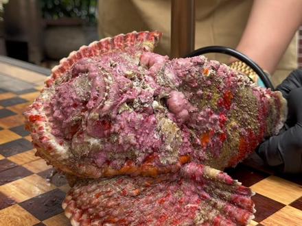 某餐厅1000块1斤的石头鱼,不光长的丑,背上的刺还有毒。