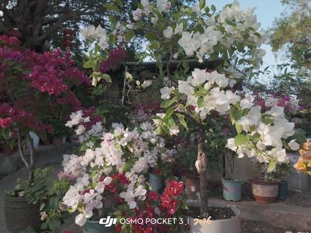 大疆pocket3花朵拍摄调色参数分享 当你带着pocket3遇到了好看的花丛,你就会得到#花 #春暖花开 #大疆 #大疆pocket3 #调色