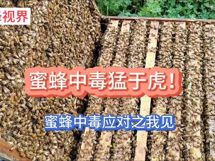 蜜蜂中毒怎么办?#蜜蜂养殖技术分享 #养蜂技术 #蜜蜂视界#神奇的动物在抖音 #中视频伙伴计划 #热门