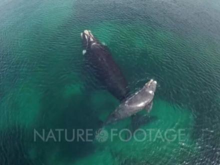 有史以来最重的动物:秘鲁巨像鲸解析