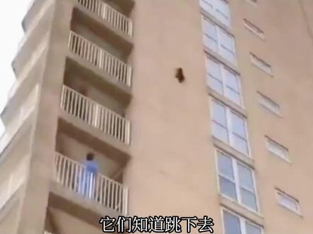6只成年公猫为了被困的母猫和猫崽子,用生命寻得一线希望#感动 #猫咪 #宠物救助 #领养 #真实生活分享计划