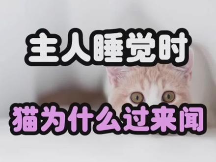 为什么猫咪🐈总喜欢在主人睡觉的时候过来闻一闻👃!你一定不知道的密码㊙️#善待动物关爱生命 #每天跟我涨知识 #科学养宠攻略