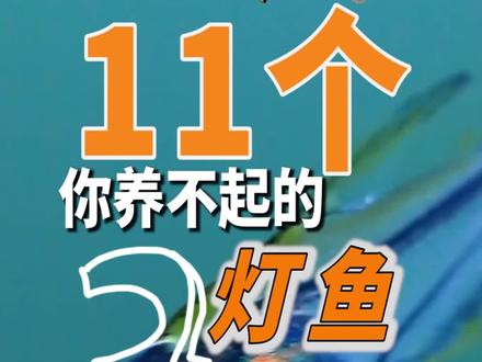 说几个你老公不敢告诉你价格的灯鱼#观赏鱼 #养鱼日记 #灯鱼 #养鱼人 #鱼儿自由自在的水中游 #鱼缸里的大自然 #知识分享 #新手养鱼 #养鱼青年 #养鱼养心 #希望我的作品给您带来最美的回忆与快乐 #电光毒药 #灰太狼灯鱼 #七彩水晶