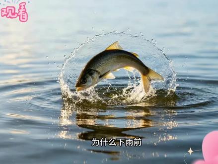 为什么下雨前鱼儿会跳出水面?不是因为开心,是闷得慌,出来吸口氧气!#鱼儿跳水 #下雨前兆 #少儿科普 #自然观察 #为什么