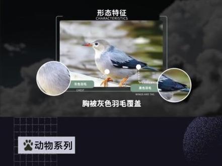 快速带你了解丝光椋鸟#丝光椋鸟