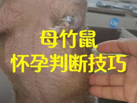 母竹鼠怀孕判断#竹鼠#竹鼠种苗#竹鼠养殖 #竹鼠养殖技术