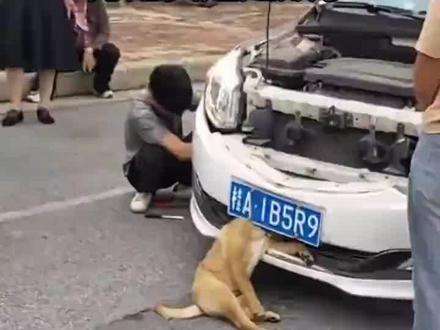 😂对不住了,大黄我没忍住笑了