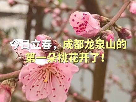 今日立春,成都龙泉山的第一朵桃花开了! #龙泉山桃花 #桃花 #龙泉山 #立春
