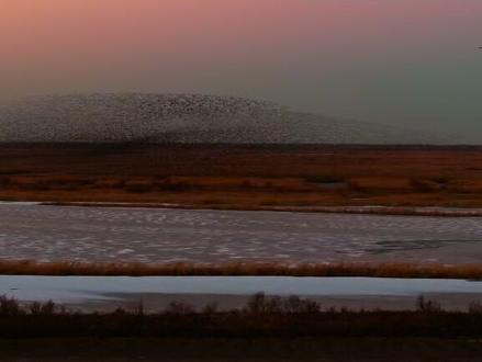 20秒告诉你怎么在东营观看鸟浪。#逛不完的宝藏东营 #在黄河入海口观鸟浪#谁能不被东营的鸟浪惊艳 #在山东花式过冬