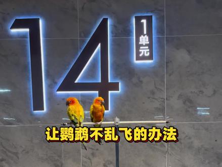 一招让你的鹦鹉不乱飞,看完你也可以#鹦鹉 #手养鹦鹉 #鹦鹉日常 #萌宠 #鹦鹉鹦鹉萌萌哒逗鹦鹉