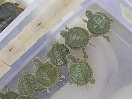 千万别买巴西龟,除了便宜,没有任何优点!!入侵物种,严重破坏生态环境,而且对新手玩家并不友好。#巴西龟 #龟龟🐢 #养龟人 #入侵物种