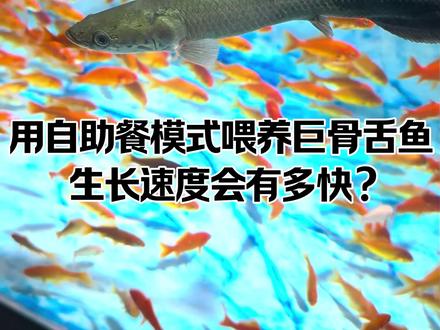 全程记录这条小巨骨舌鱼突破米级的全部过程! #观赏鱼 #养鱼日记 #巨骨舌鱼 #瓜子二手车