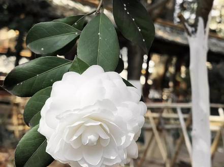 每日识花 山茶花。【花类知识】 山茶花又名:山茶、茶花,以其叶片形似茶叶而得名。 【来源地】 源自中国的浙江,同时也分布于日本和朝鲜半岛 【花朵光照】 春秋季节需要充足的阳光,夏季应注意遮荫,避免暴晒。 【浇水需求】 等到土壤表面开始泛白就可以浇水了,浇则浇透。 【花种趣闻】 山茶花除了是中国十大名花之一,在西方历史上也享有美誉。在维多利亚时期,山茶花代表财富和地位,常被皇室贵族们用作赠礼13岁的可可香奈儿被舞台剧《茶花女》深深吸引,自此爱上山茶花。香奈儿的爱人送的第一束花就是山茶花。随着品牌发展,山茶花成为了香奈儿的核心品牌元素 #花与生活 #小清新治愈系 #花语 #养花小知识 #鲜花