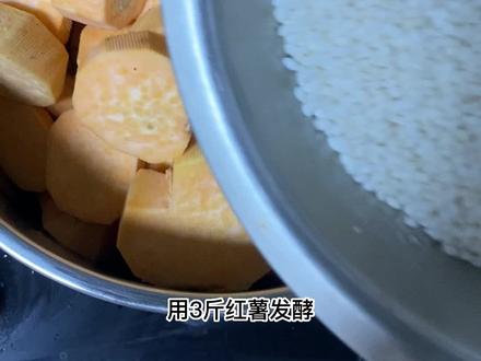 用红薯酿造地瓜酒,酿造方法完整版,纯粮半固态发酵蒸馏地瓜酒,好喝不上头, #传统工艺酿酒 #纯粮酿造 #纯粮食酒 #酿酒全过程 #抖音美食创作人