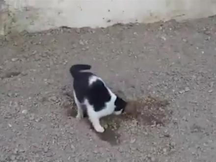 为什么猫咪会把便便埋起来?#猫 #涨知识