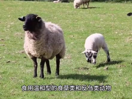 维吾尔族和回族的区别#历史 #科普知识 #新疆 #维吾尔族 #回族