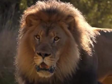 这些猛兽你能打几个?