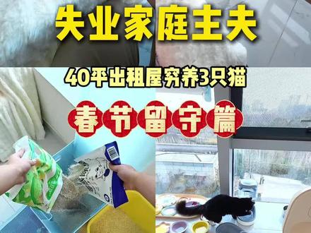 新年留守小猫要准备哪些?#留守猫 #养猫日常 #vlog萌宠日常 #vlog十亿流量扶持计划