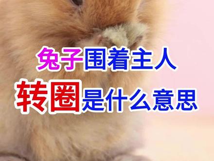 兔子围着主人转圈是什么意思#兔子 #科学养宠