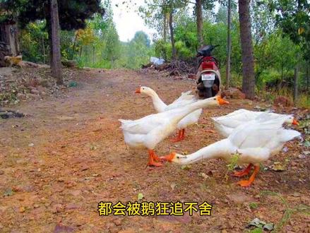 小学语文《牛和鹅》问题探讨:
为什么牛眼和鹅眼看人不一样……#动物趣事 #科普一下