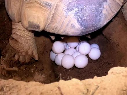 乌龟下蛋 Turtle laying eggs #神奇动物在抖音 #亲子英语 #英语启蒙 #每日英语 #儿童视频 #双语宝宝