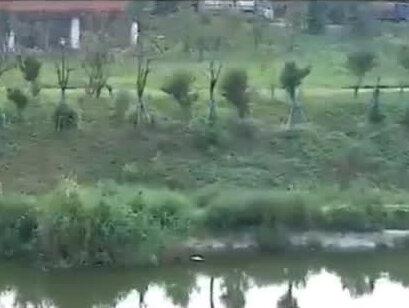 曾经的田园,如今的公园,最美庐阳区,生态大杨镇#散步随拍 #身边的风景 #无人机航拍