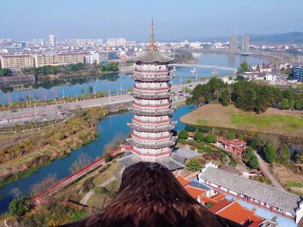无人机已卖,用老鹰看天空更好玩!
#大疆 #无人机新规 #第一视角 #航拍 #低空经济