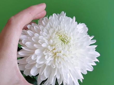 中秋节快到了,来看看我认为的10种好看的菊花品种#带你识花 #花 #缤纷园艺